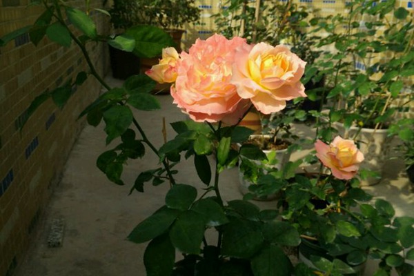 甜蜜邂逅 甜蜜邂逅la chance d'amour