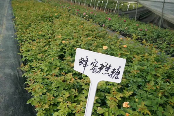 蜂蜜焦糖 蜂蜜焦糖(Honey Caramel)