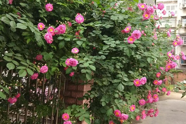 藤本月季夏季养护需要注意哪些? 藤本月季夏季养护需要注意哪些?