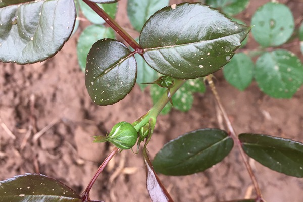 月季小苗上的花苞要不要摘? 月季小苗上的花苞要不要摘?