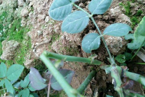 月季生长季节如何来促笋 月季生长季节如何来促笋