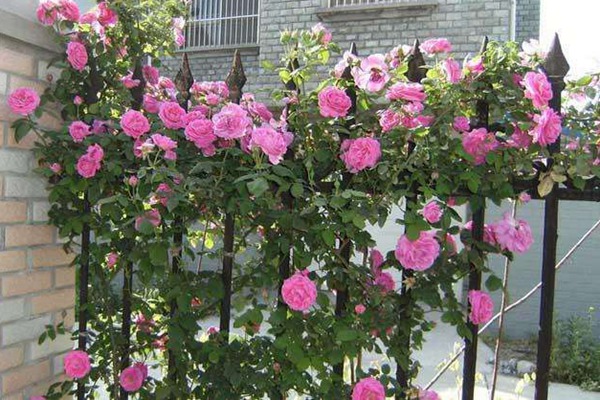 藤本月季种植千万别折腾,越折腾越死得快! 藤本月季种植千万别折腾,越折腾越死得快!