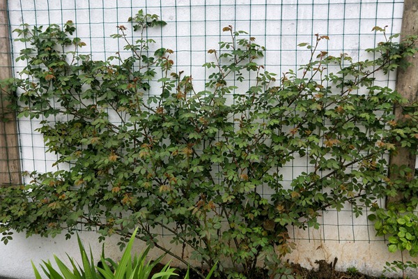 藤本月季种植千万别折腾,越折腾越死得快! 藤本月季种植千万别折腾,越折腾越死得快!