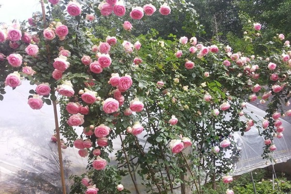 龙沙宝石还有83,85,88版本? 龙沙宝石还有83,85,88版本?