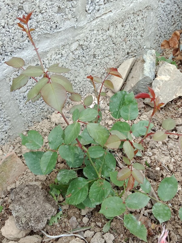 1524452345871861.jpg 月季小苗怎么扶壮? (4).jpg