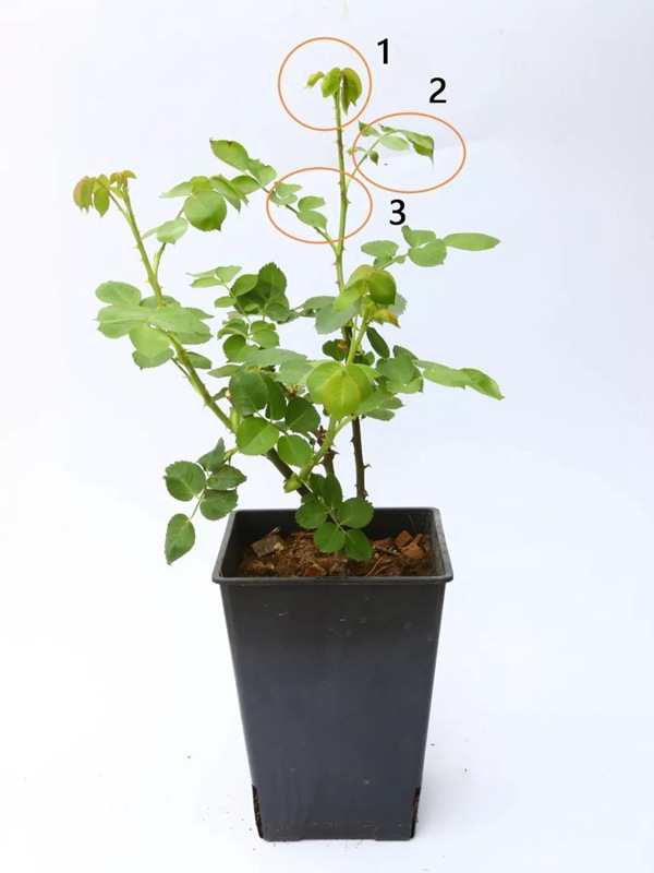 月季春花过后的修剪操作 月季春花过后的修剪操作