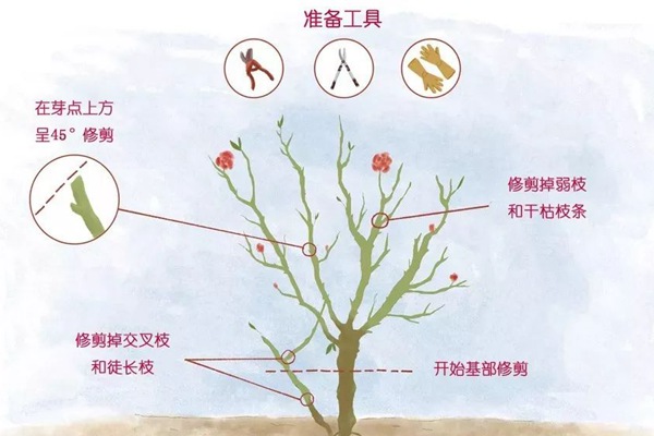 月季春花过后的修剪操作 月季春花过后的修剪操作