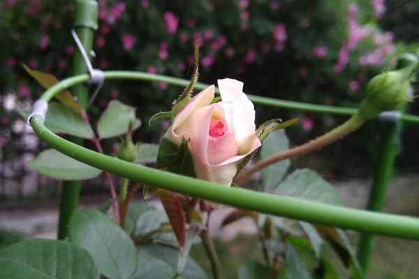 斯蒂芬妮古城堡 斯蒂芬妮古城堡