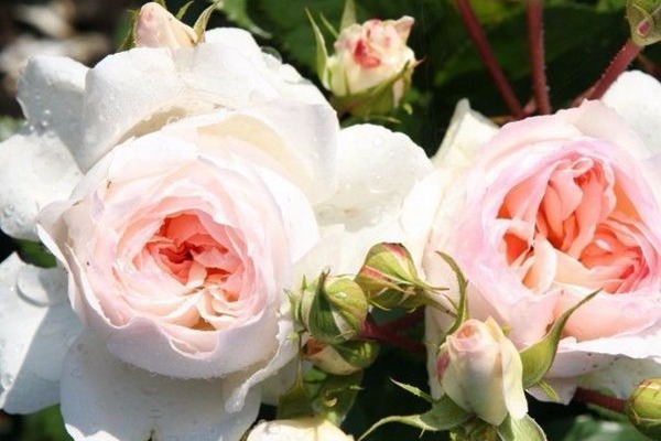 斯蒂芬妮古城堡 斯蒂芬妮古城堡