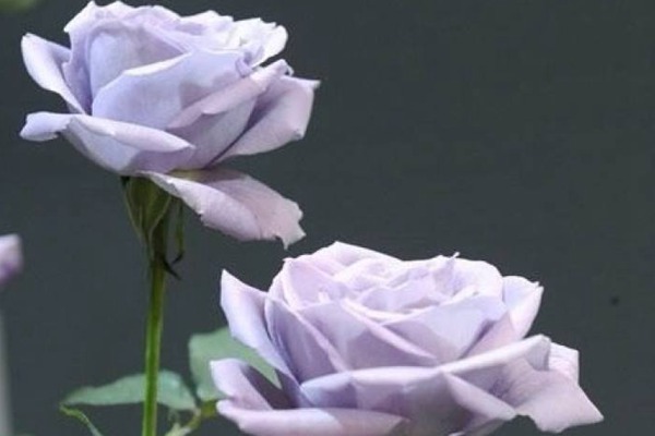 转蓝 转蓝turn blue