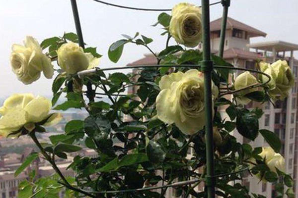 绿星 绿星