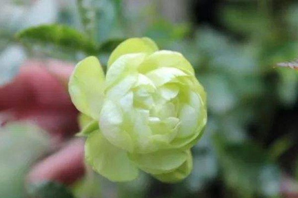 闪电(埃克莱尔) 闪电(埃克莱尔)