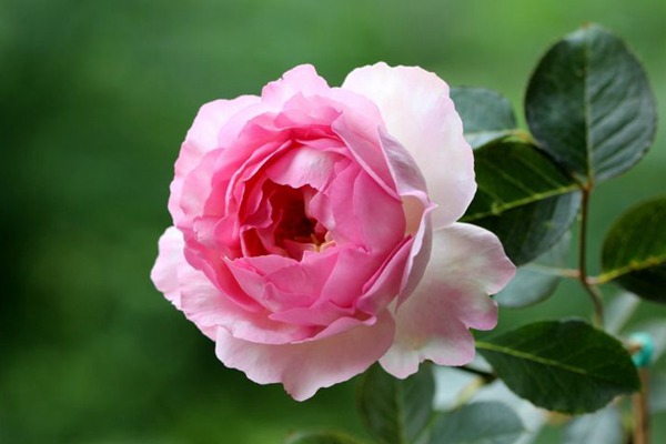 伊芙贵族香水 伊芙贵族香水Noble de Parfum