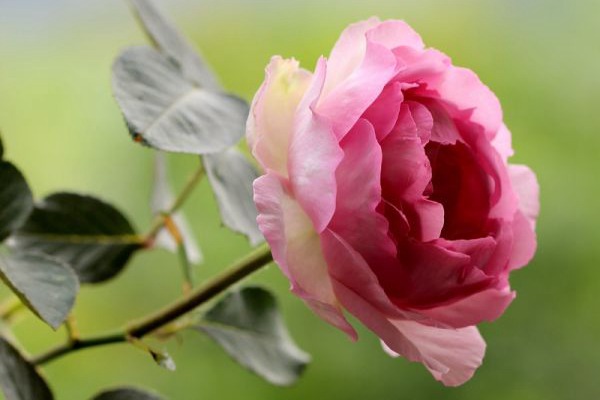 伊芙贵族香水 伊芙贵族香水Noble de Parfum