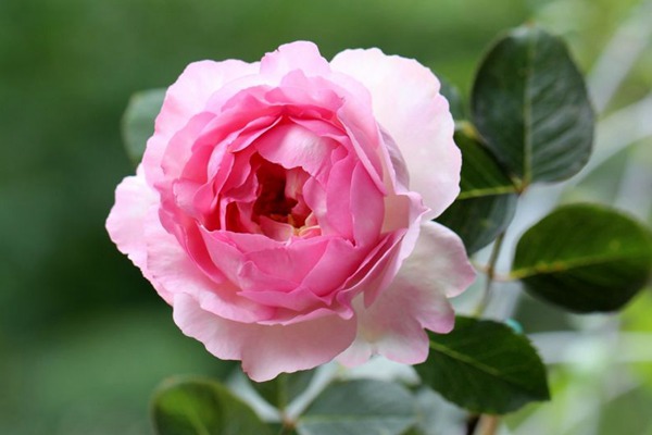 伊芙贵族香水 伊芙贵族香水Noble de Parfum
