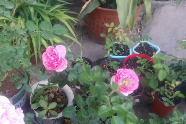 伊芙索菲亚 伊芙索菲亚Yves Sofia