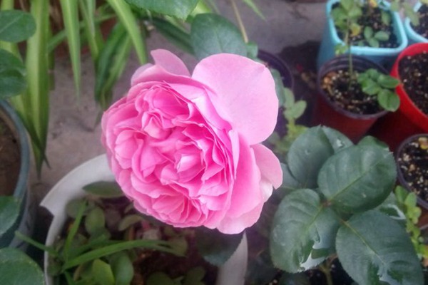 伊芙索菲亚 伊芙索菲亚Yves Sofia