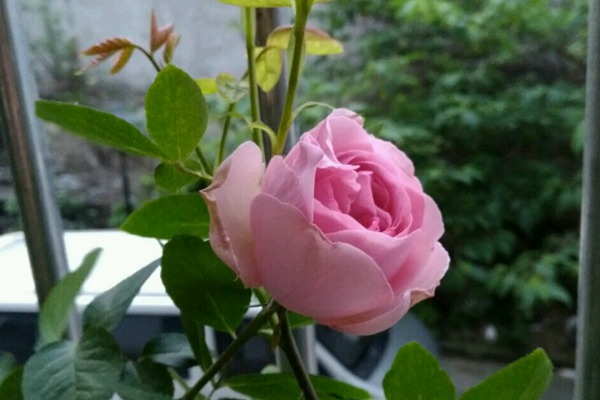 伊芙索菲亚 伊芙索菲亚