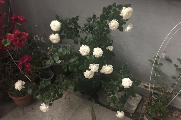 珍妮莫罗 珍妮莫罗