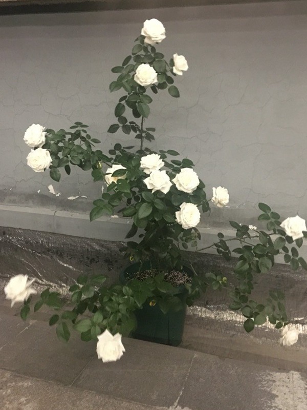 珍妮莫罗 珍妮莫罗