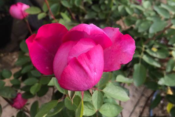 伊芙胭脂香水 伊芙胭脂香水RougedeParfum
