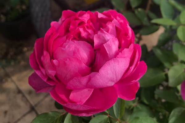 伊芙胭脂香水 伊芙胭脂香水RougedeParfum