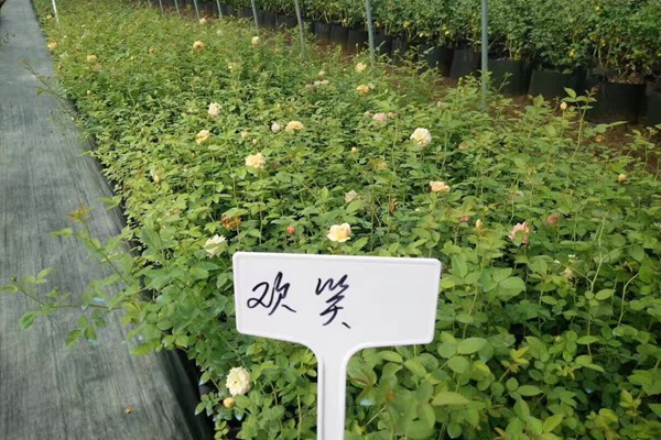 最新的欧月小苗的批发价格 最新的欧月小苗的批发价格