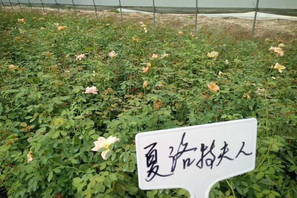 最新的欧月小苗的批发价格 最新的欧月小苗的批发价格