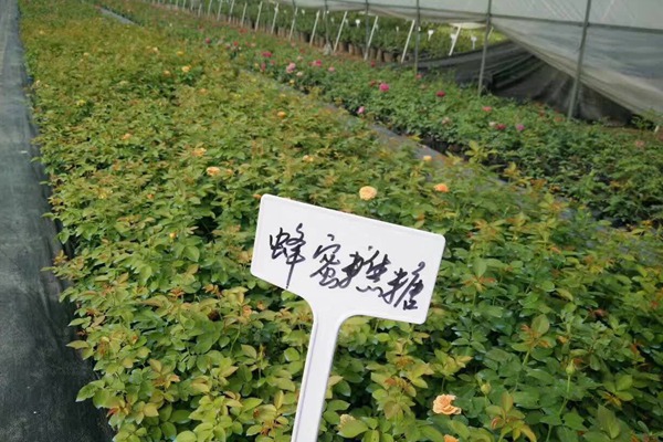 最新的欧月小苗的批发价格 最新的欧月小苗的批发价格