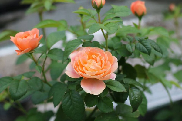炎炎夏日我们的月季需要注意些什么 炎炎夏日我们的月季需要注意些什么