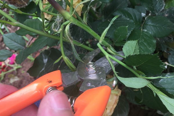 月季的残花要及时处理,以免滋生病虫害! 月季的残花要及时处理,以免滋生病虫害!