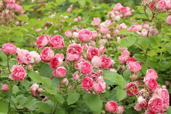 胭脂扣 胭脂扣ROUGE