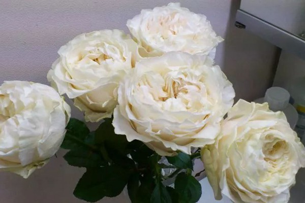 1528684474487208.jpg 四纯2.jpg