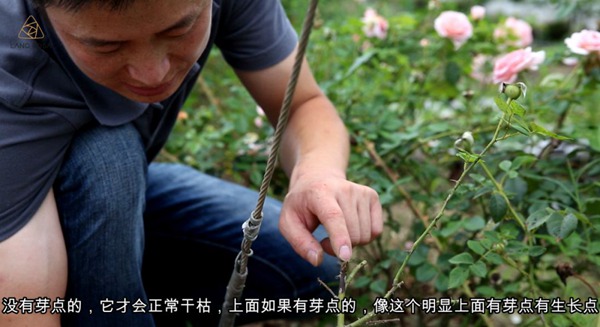 夏天来了,月季要注意预防枯枝病! 夏天来了,月季要注意预防枯枝病!