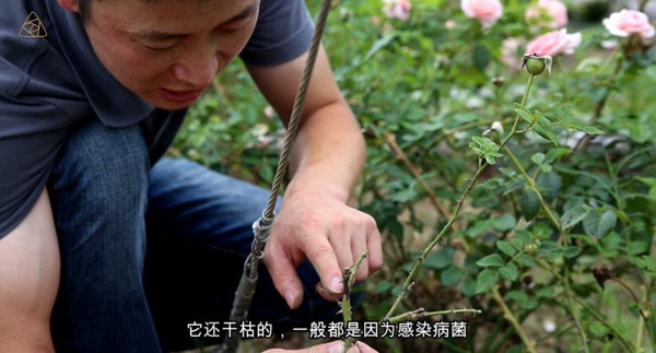 夏天来了,月季要注意预防枯枝病! 夏天来了,月季要注意预防枯枝病!