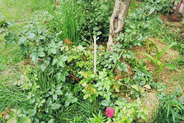 月季边上可以种些花花草草吗? 月季边上可以种些花花草草吗?