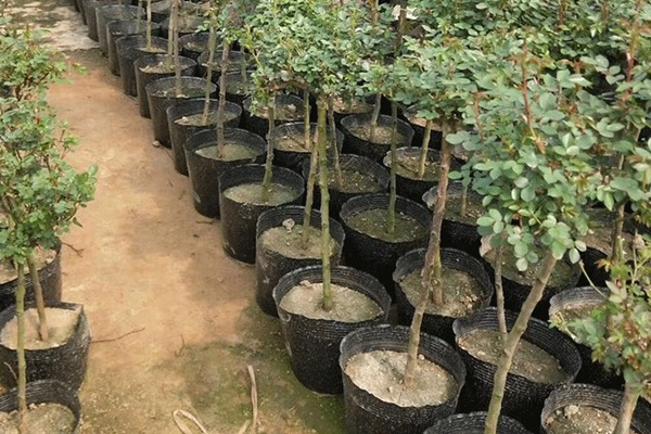 树状月季批发基地 树状月季批发基地