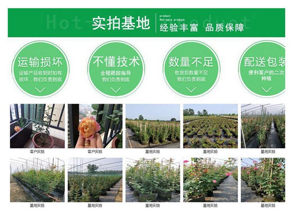 树状月季批发基地 树状月季批发基地