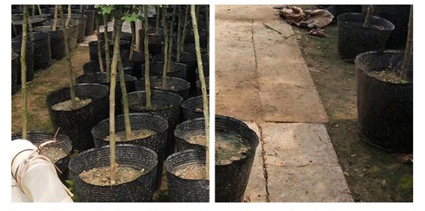 树状月季批发基地 树状月季批发基地