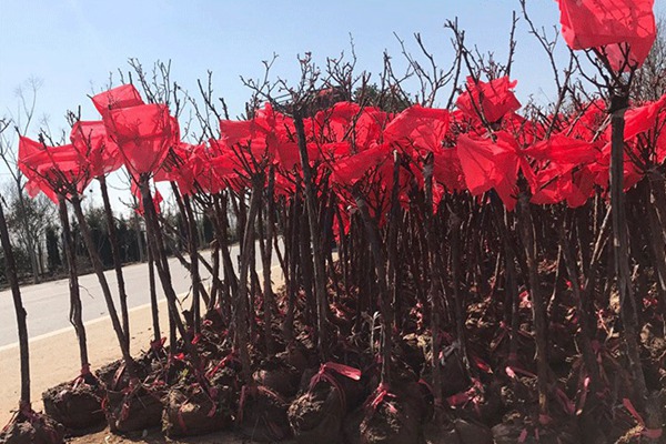 树状月季批发基地 树状月季批发基地