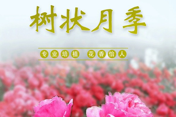 树状月季批发基地 树状月季批发基地