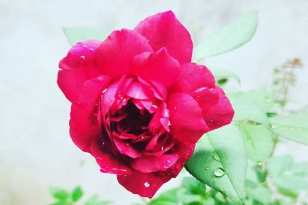 秋日胭脂 秋日胭脂Autumn Rouge