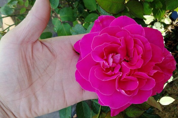 藤本粉和平 藤本粉和平(Pink Peace)