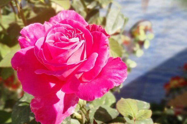 藤本粉和平 藤本粉和平(Pink Peace)