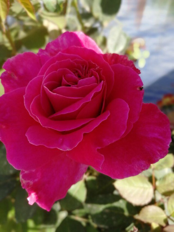 藤本粉和平 藤本粉和平(Pink Peace)