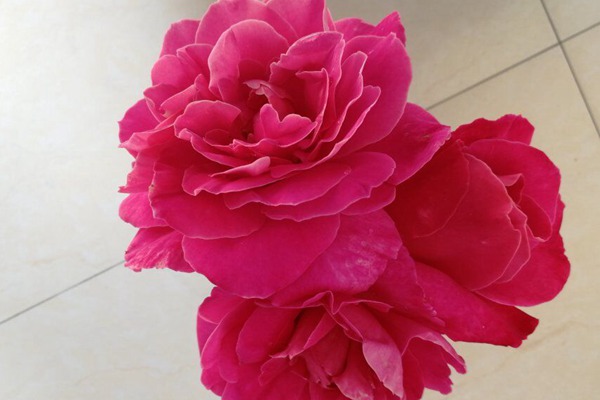 藤本粉和平 藤本粉和平(Pink Peace)
