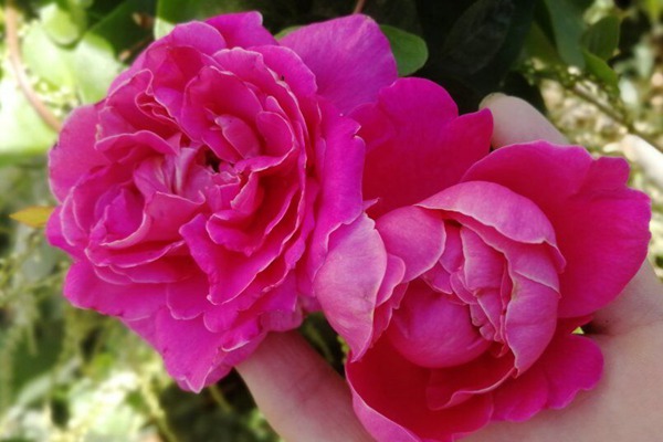 藤本粉和平 藤本粉和平(Pink Peace)