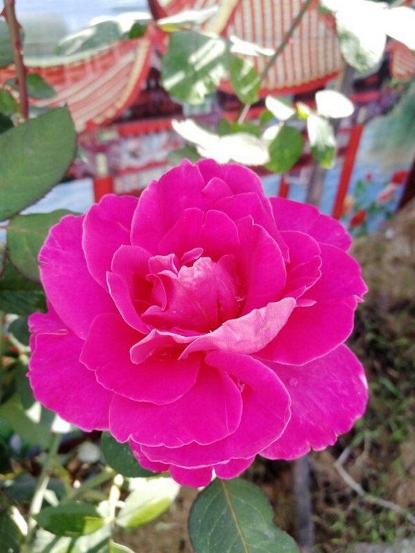 藤本粉和平 藤本粉和平(Pink Peace)