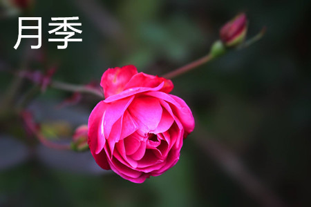 月季和玫瑰的区别 月季和玫瑰的区别