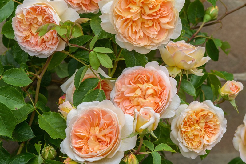 芭思希芭 芭思希芭